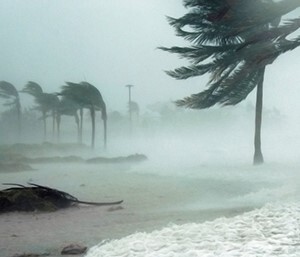 Palm trees during a storm by the ocean.