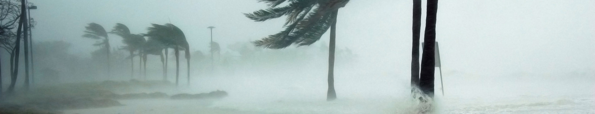 Palm trees being blown by hurricane winds.
